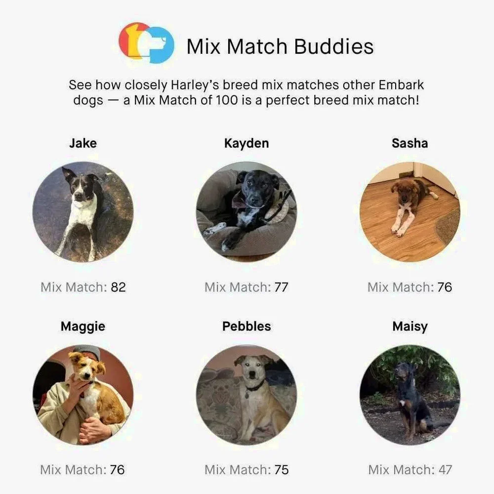 Embark Dog DNA Test, Breed Identification Kit